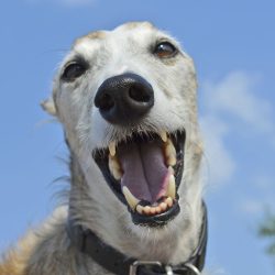 Italian greyhound open mouth