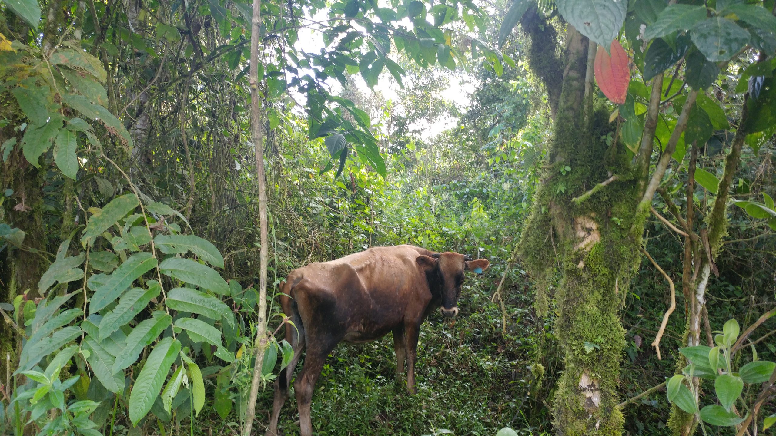 Cow In Jungle Jungle Cow - Corbin Rose